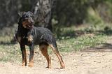 JAGDTERRIER ALLEMAND 029